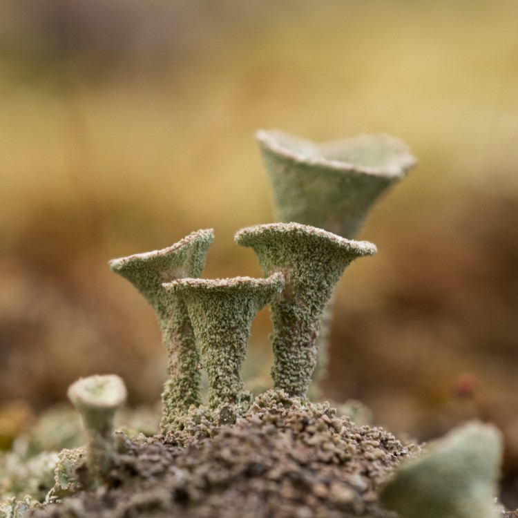 Cladonia asahinae