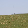 POLE