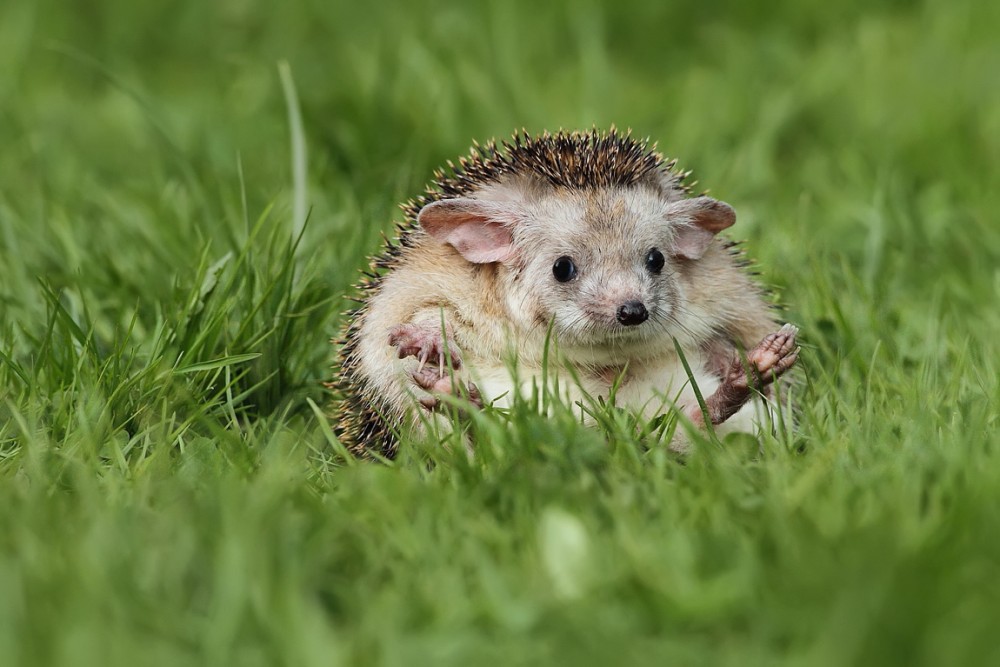 Ježek ušatý (Hemiechinus auritus)