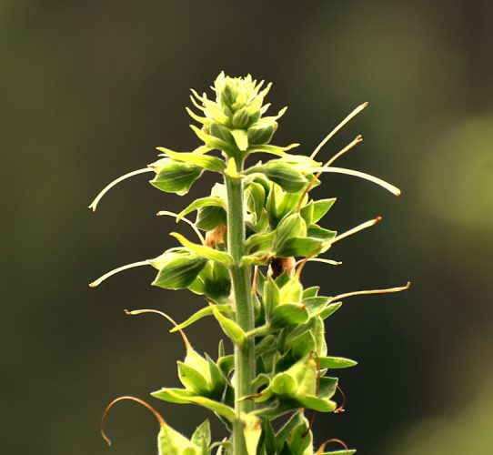 Digitalis 2