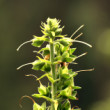 Digitalis 2