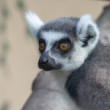 Lemur