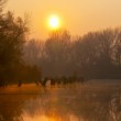 Dolná Streda - Rameno