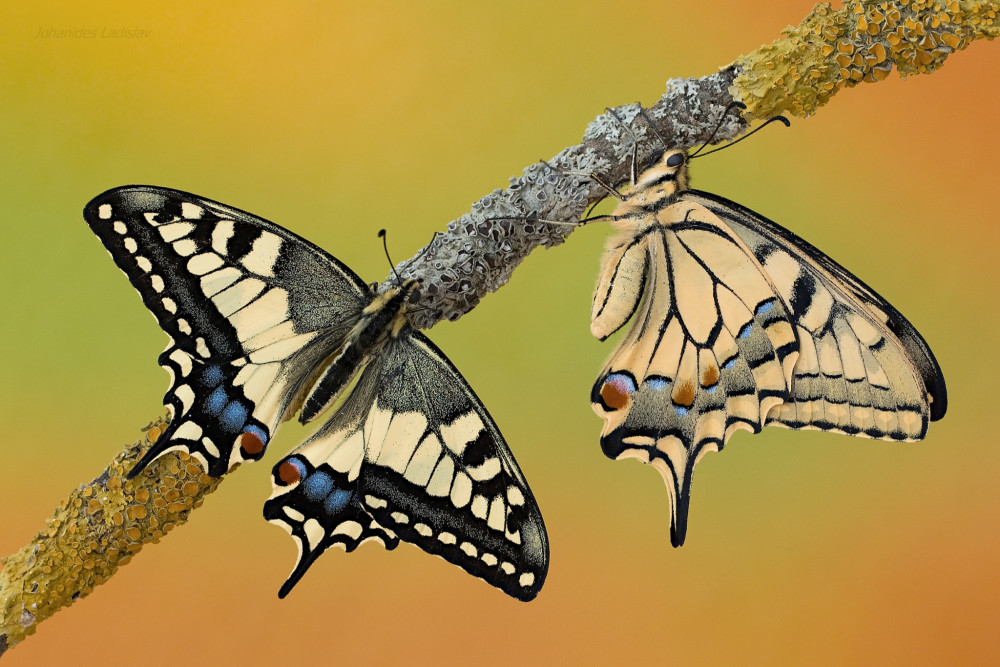 Papilio machaon