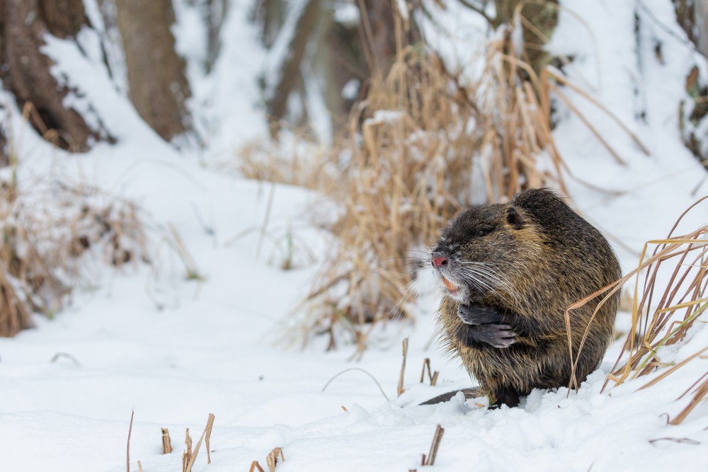 Nutria riečna (Myocastor coypus)