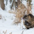 Nutria riečna (Myocastor coypus)