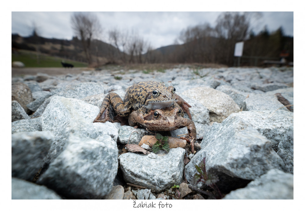 žabiak foto