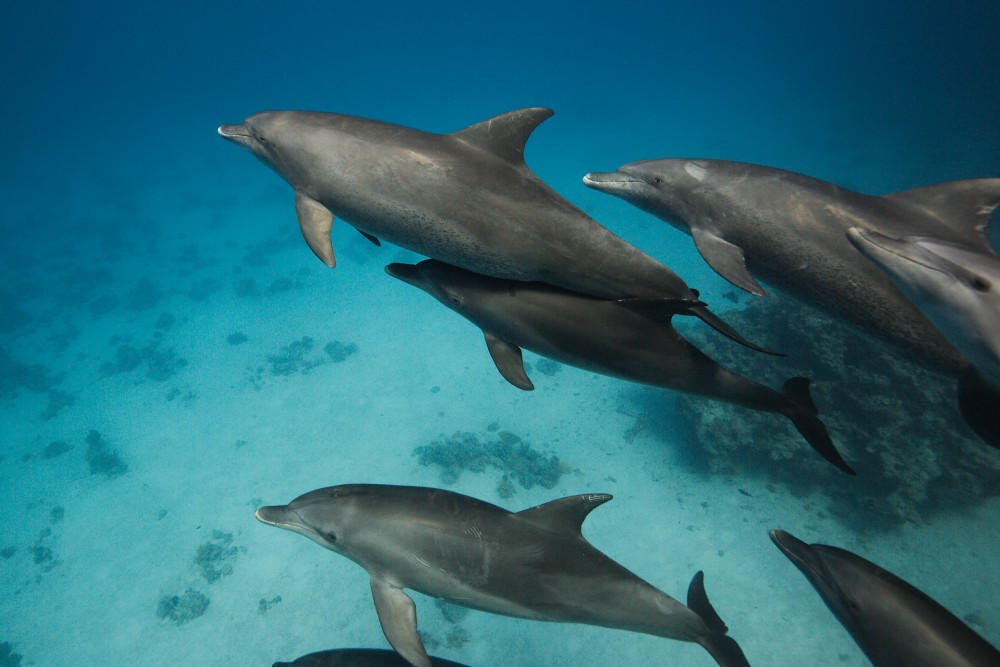 Bottlenose dolphins