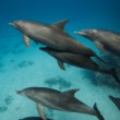 Bottlenose dolphins