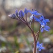 Scilla dvojlista