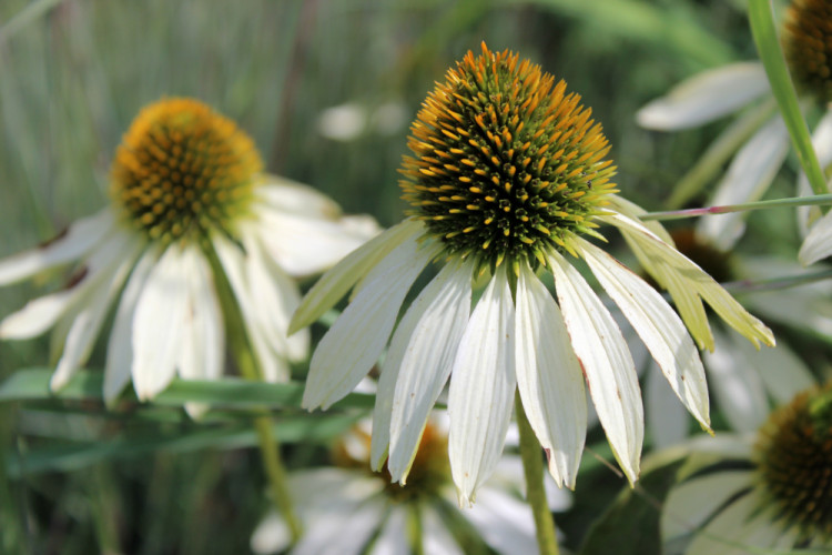 Echinacea