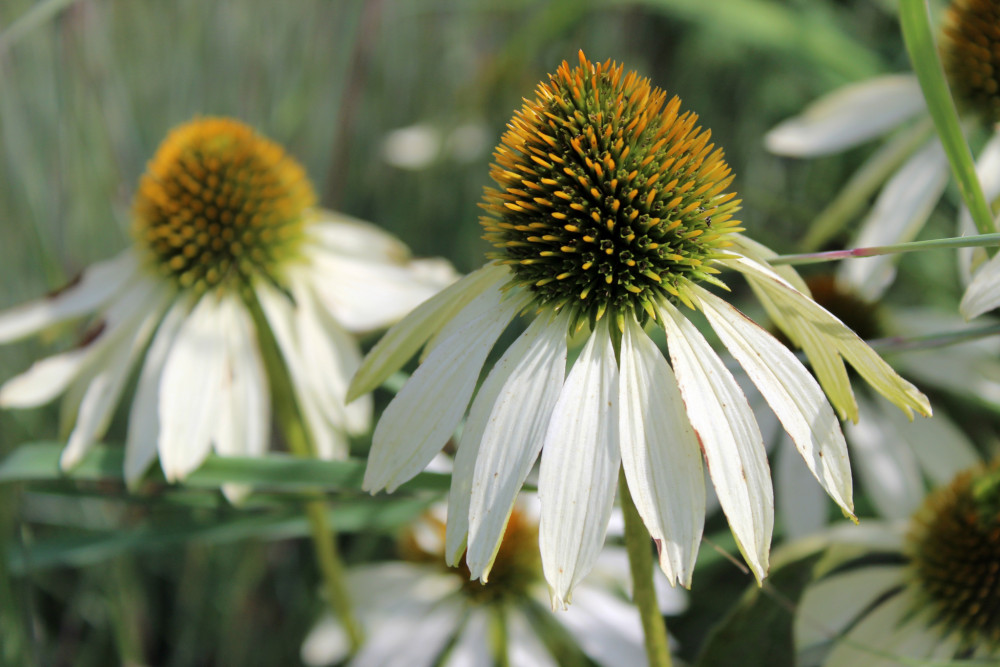 Echinacea