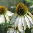 Echinacea