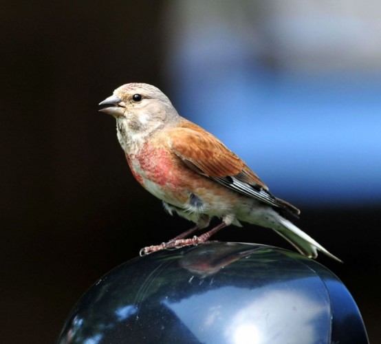 Stehlík konopiar. Carduelis-cannabina