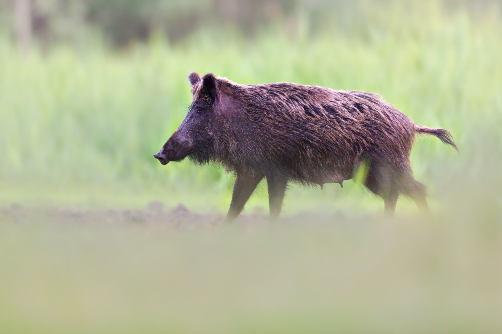 Diviak lesný, The wild boar (Sus scrofa)