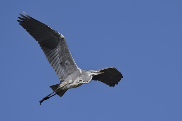 Ardea cinerea