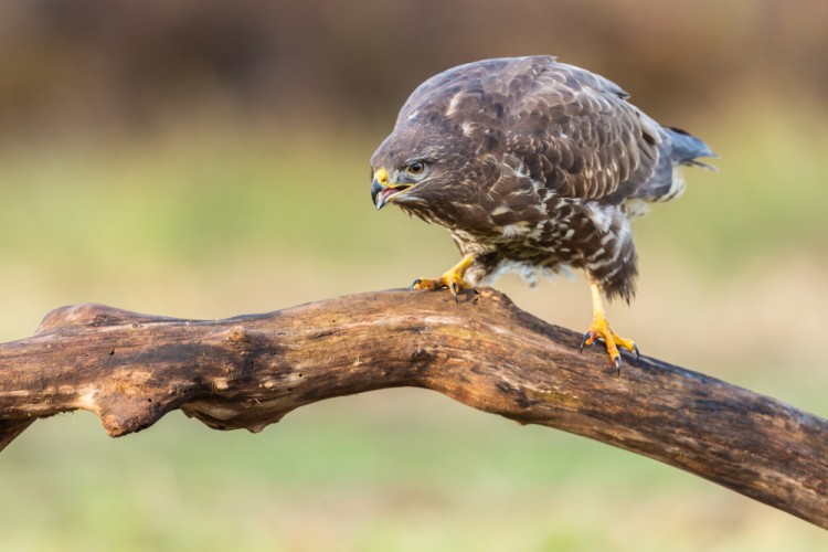 myšiak hôrny (Buteo buteo)