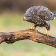 myšiak hôrny (Buteo buteo)