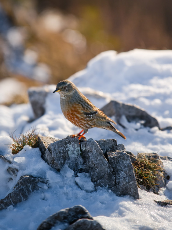 Vrchárka červenkavá