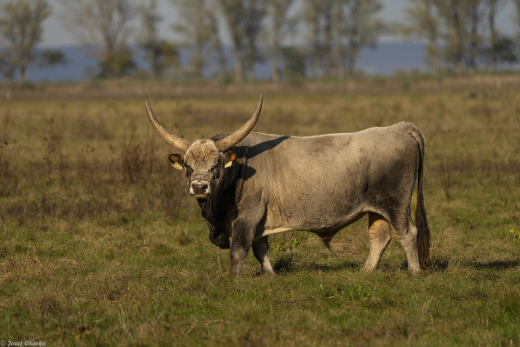 býk na puszte v Maďarsku