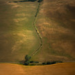 poľná cestička