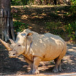 Zoo Lešná