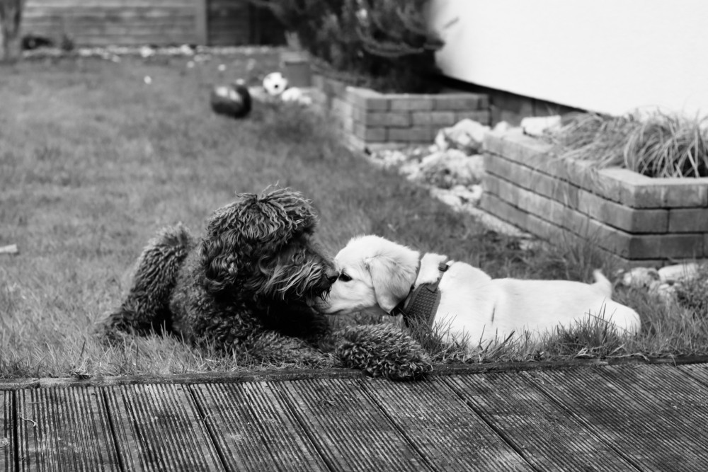 Molly a Pedža