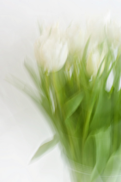 Tulipánový sen 2 ICM