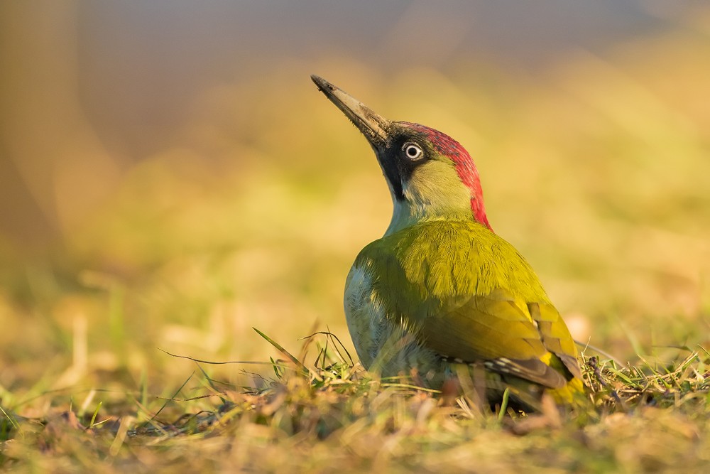 Žluna zelená (Picus viridis)