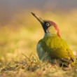 Žluna zelená (Picus viridis)