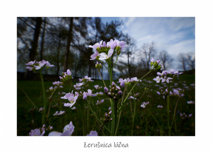 žerušnica lúčna