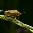 Bzdocha