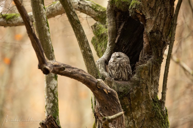 Strix aluco (sova obyčajná)