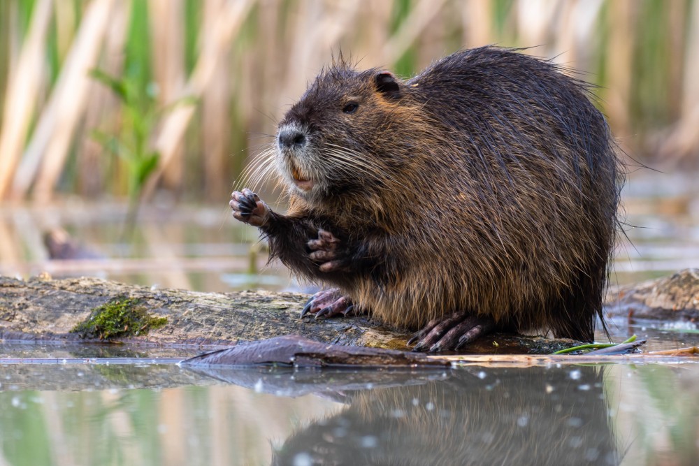 Nutria riečna, The coypu (Myocastor coypus)