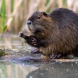 Nutria riečna, The coypu (Myocastor coypus)