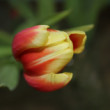 tulipán