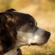 I LOVE MY DOG
