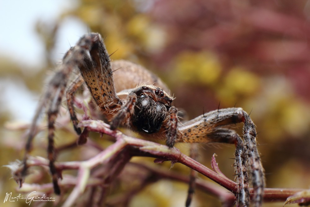 Nuctenea umbratica