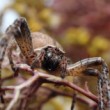 Nuctenea umbratica