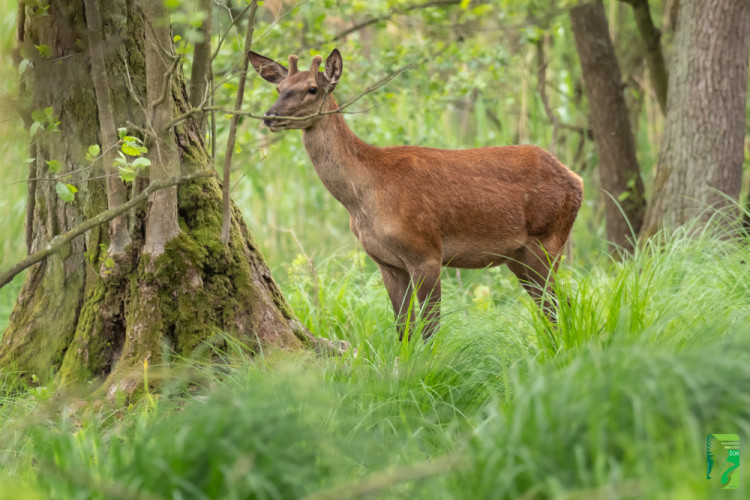 jeleň lesný, Red deer (Cervus elaphus)