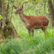 jeleň lesný, Red deer (Cervus elaphus)