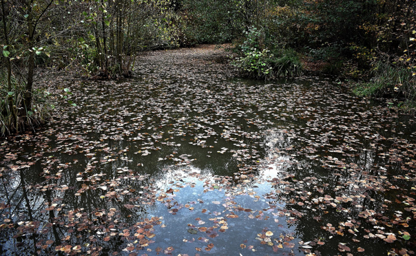 Z přírodní památky "Rezavka"