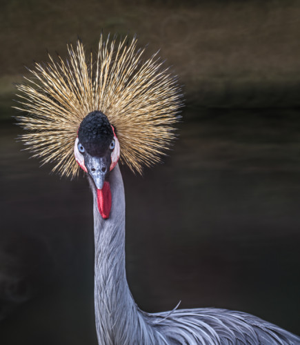 Žeriav kráľovský (Balearica regulorum)