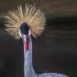 Žeriav kráľovský (Balearica regulorum)