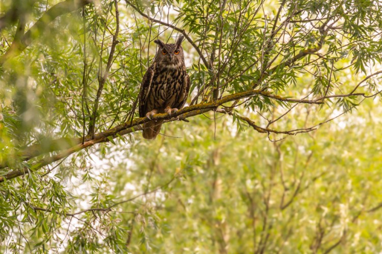 výr skalný (Bubo bubo)