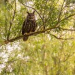 výr skalný (Bubo bubo)