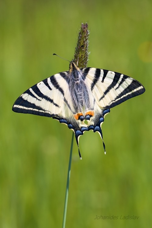 Iphiclides podalirius ( vidlochvost ovocný )