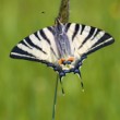 Iphiclides podalirius ( vidlochvost ovocný )