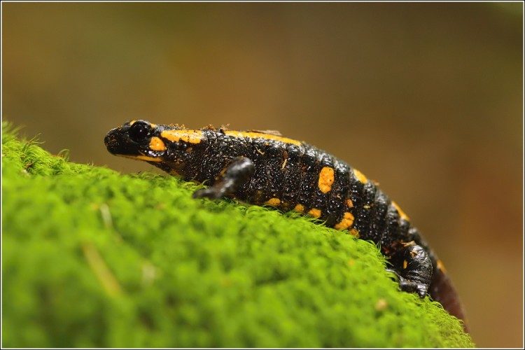 Salamandra.