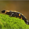 Salamandra.